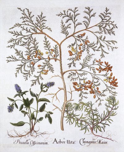 White Cedar, A Self-Heal and Yellow Bugle, from Hortus Eystettensis by German School